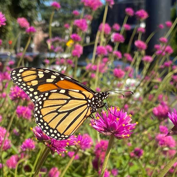 papillon Monarque